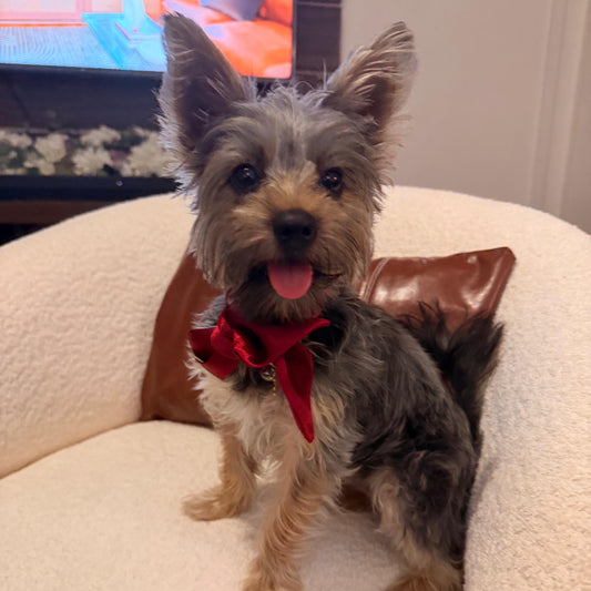 The Mini Scarf - Ruby